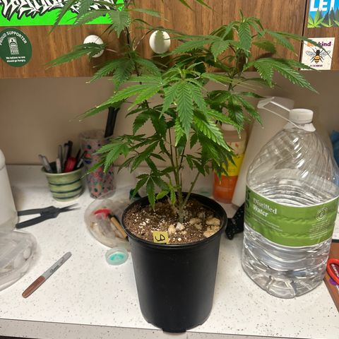 SF growlog timeline photo