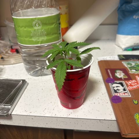 BoC  growlog timeline photo