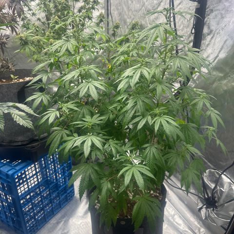 GC3 growlog timeline photo