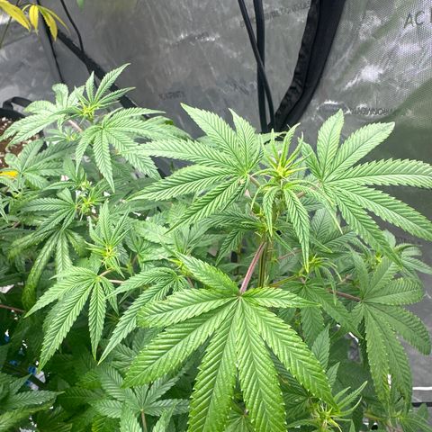 GC3 growlog timeline photo
