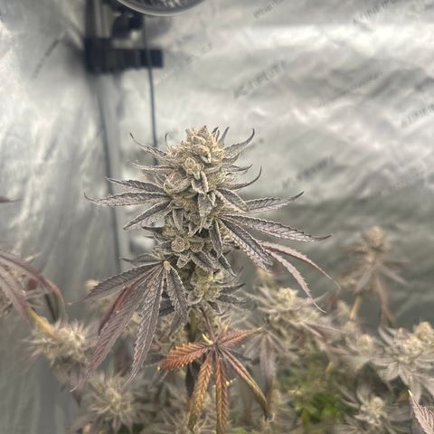 TJ #5 growlog timeline photo