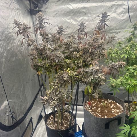 TJ #5 growlog timeline photo