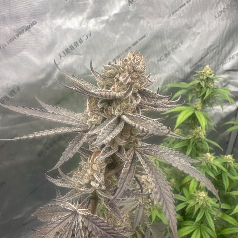 TJ #5 growlog timeline photo