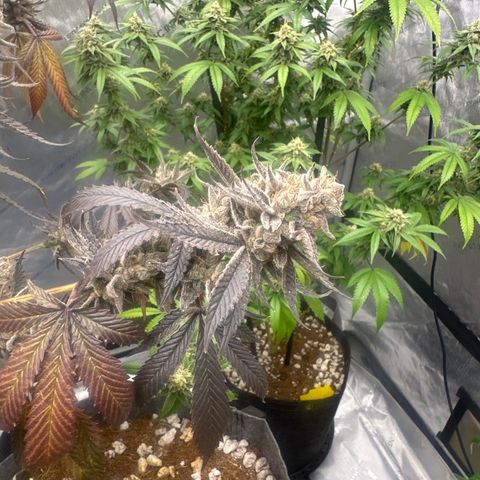 TJ #5 growlog timeline photo