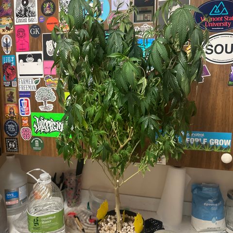 JD2 growlog timeline photo
