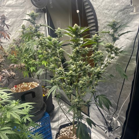FG1 growlog timeline photo