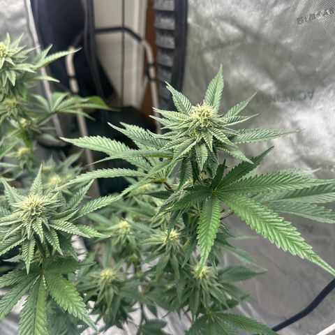 FG1 growlog timeline photo