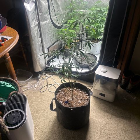 HS2 growlog timeline photo
