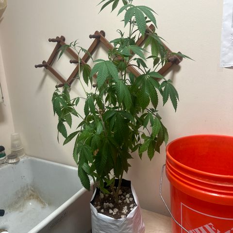 GSxGC growlog timeline photo