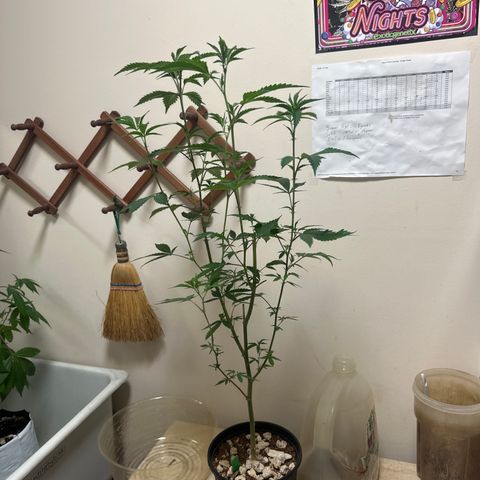 FG2 growlog timeline photo