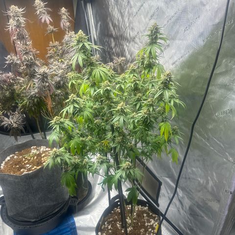 BBE growlog timeline photo
