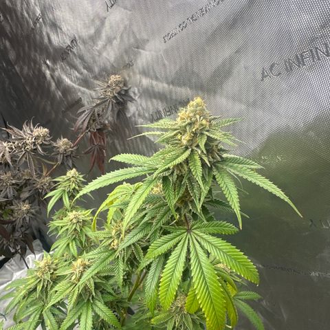 BBE growlog timeline photo
