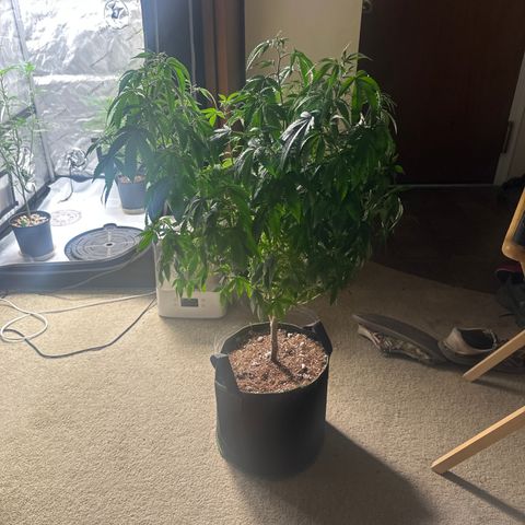 JD2 growlog timeline photo