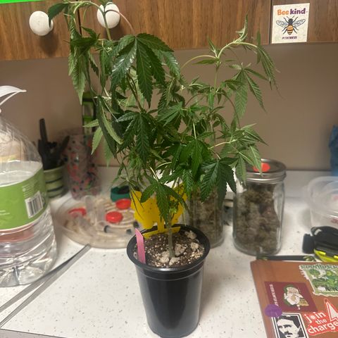 KK growlog timeline photo