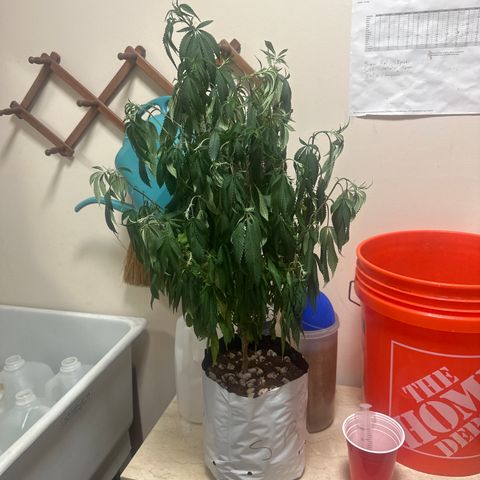 SR growlog timeline photo