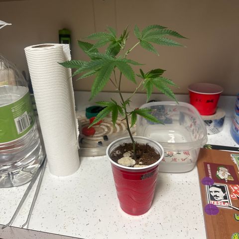 JD5 growlog timeline photo