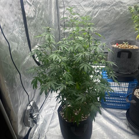 GC3 growlog timeline photo