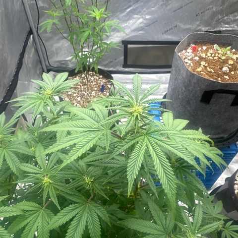 GC3 growlog timeline photo