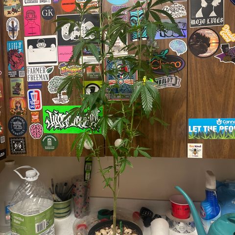 FG2 growlog timeline photo