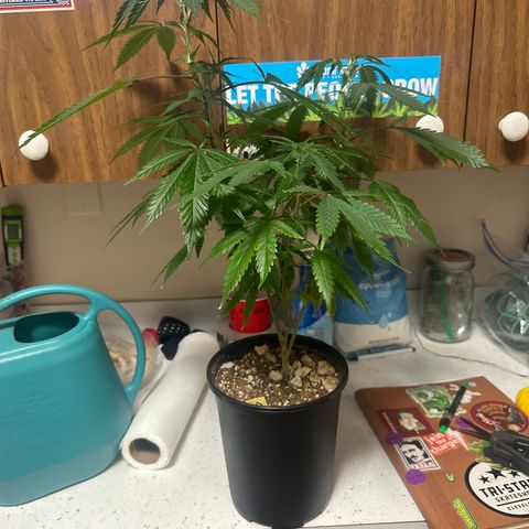 SF growlog timeline photo