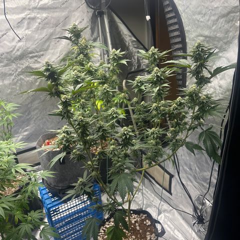 FG1 growlog timeline photo