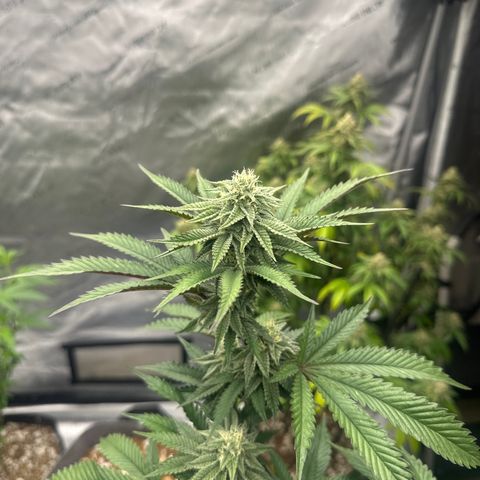 FG1 growlog timeline photo