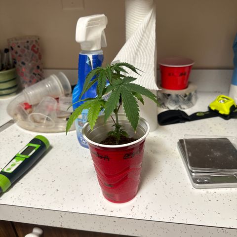 BoC  growlog timeline photo