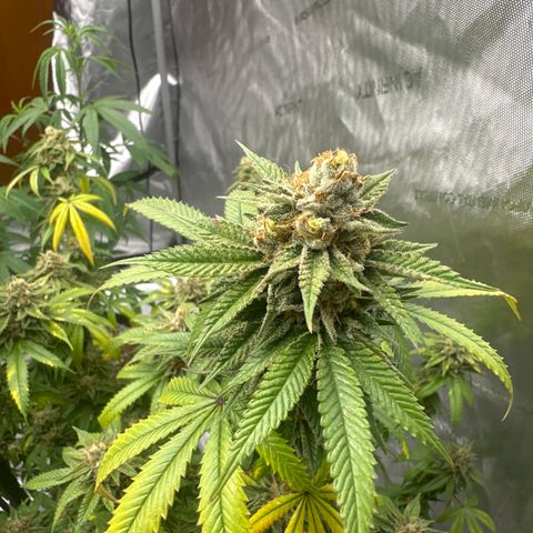 BBE growlog timeline photo