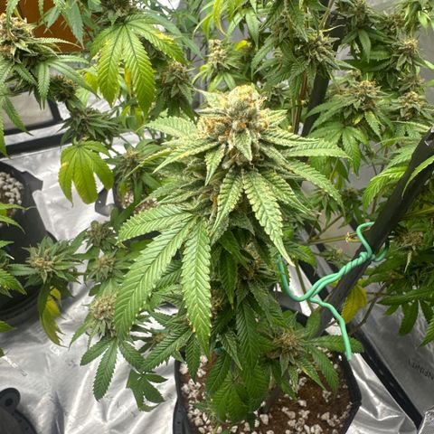 BBE growlog timeline photo