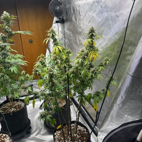BBE growlog timeline photo