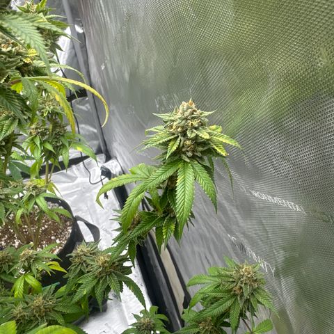 BBE growlog timeline photo