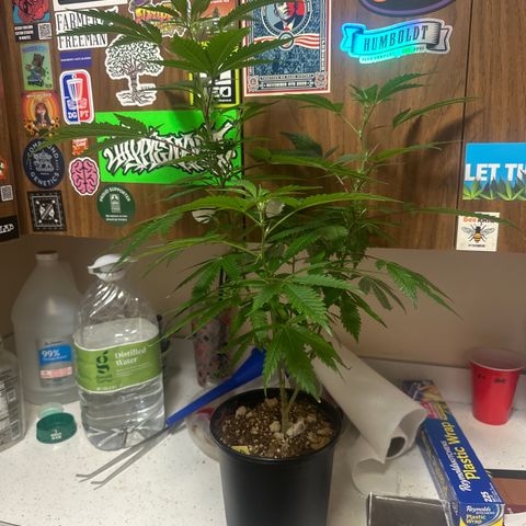 SF growlog timeline photo