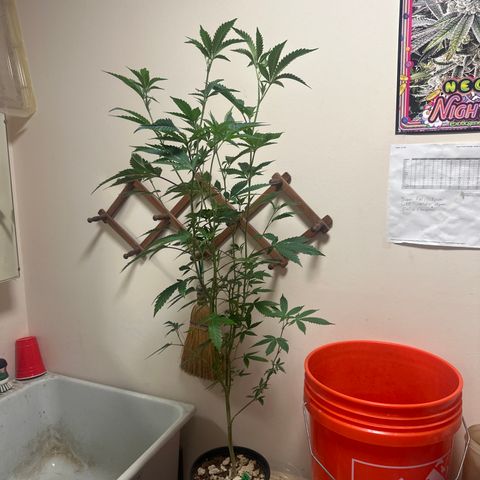 FG2 growlog timeline photo