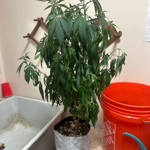 SR growlog timeline photo