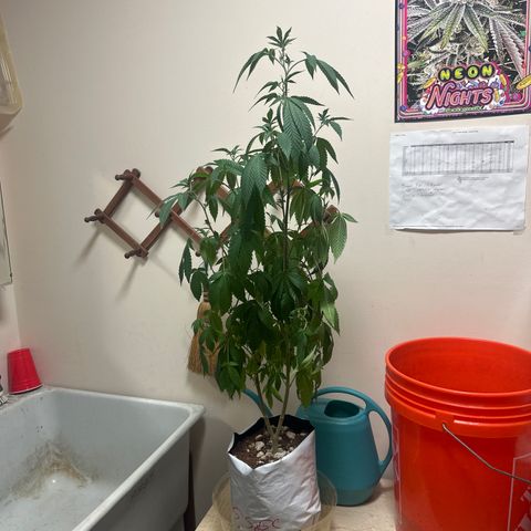 GSxGC growlog timeline photo