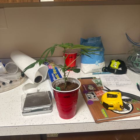 GSC3 growlog timeline photo