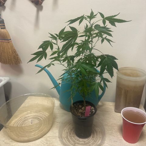 KK growlog timeline photo