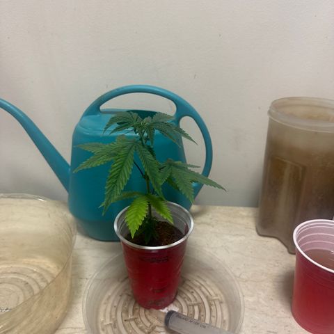 BoC  growlog timeline photo