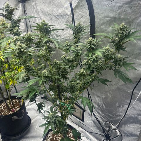 FG1 growlog timeline photo