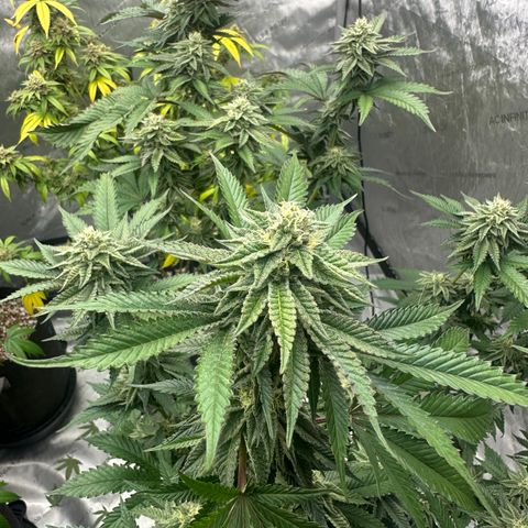 FG1 growlog timeline photo