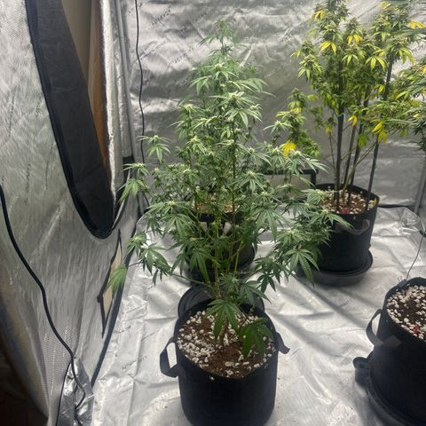 GC3 growlog timeline photo