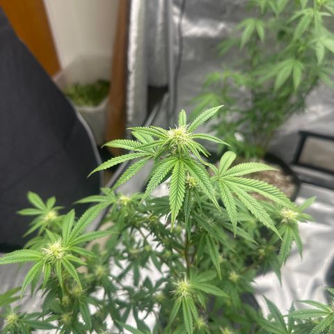 GC3 growlog timeline photo