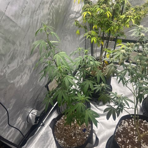 HS2 growlog timeline photo