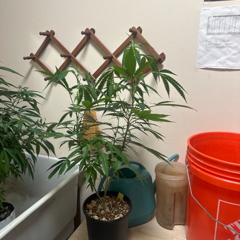 SF growlog timeline photo