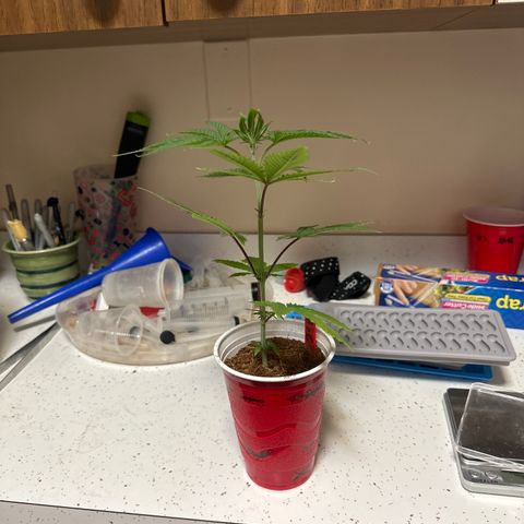 BoC  growlog timeline photo