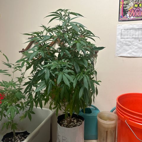 SR growlog timeline photo