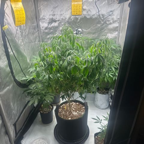 JD2 growlog timeline photo