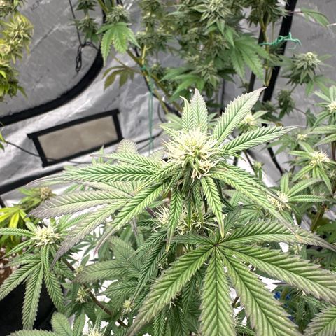 GC3 growlog timeline photo