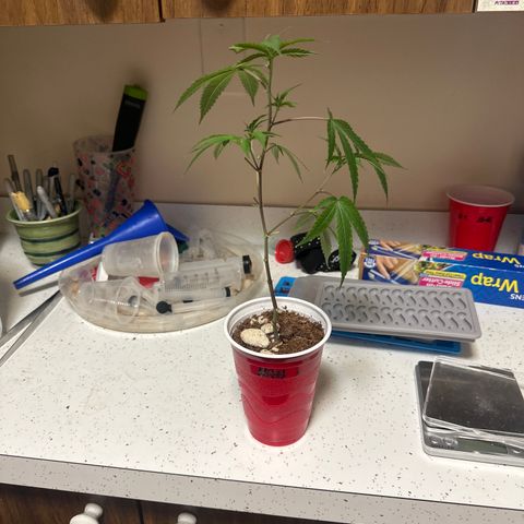 JD5 growlog timeline photo
