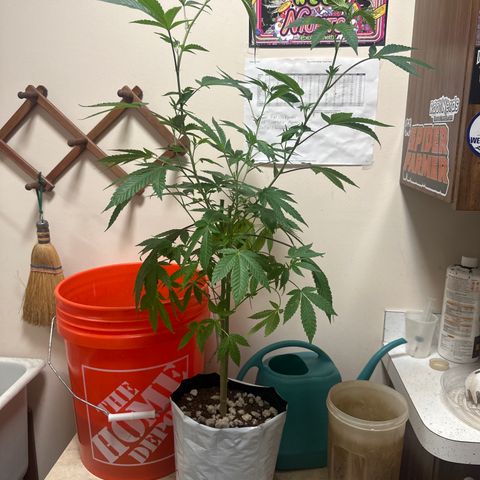 GSxGC growlog timeline photo